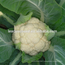 MCF38 FS good quality hybrid cauliflower seeds for cultivation